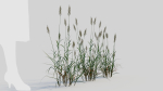 Polypogon elongatus a