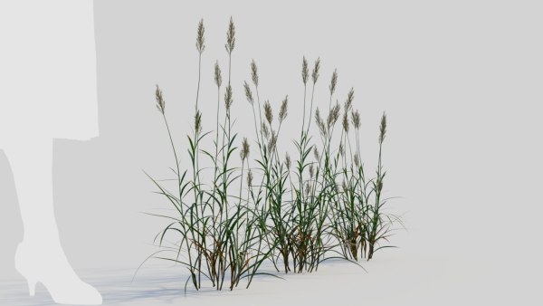 Polypogon elongatus a