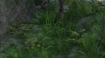 Pond Scene