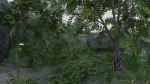 Pond Scene