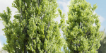 Poplar populus trees vol 116-Blender