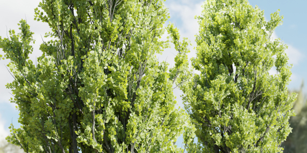 Poplar populus trees vol 116-Blender