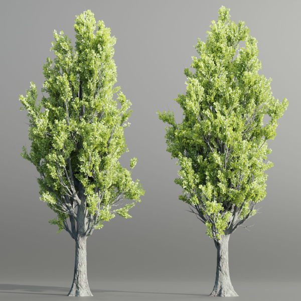 Poplar populus trees vol 116-Blender