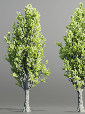 Poplar populus trees vol 116-Blender