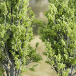 Poplar populus trees vol 116-Blender