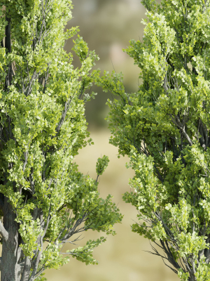 poplar-populus-trees-vol-116-blender-3d-model-e9fdc9500b