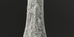 Poplar populus trees vol 116-Blender
