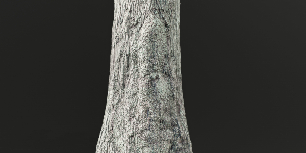 Poplar populus trees vol 116-Blender