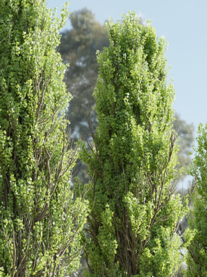 poplar-trees-collection-vol-145-blender-3d-model-1b74aae841