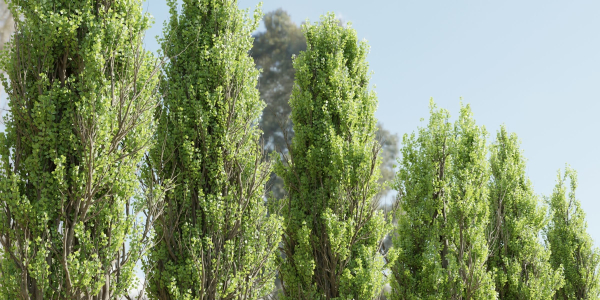 Poplar trees collection vol 145-Blender