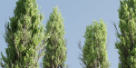 Poplar trees collection vol 145-Blender