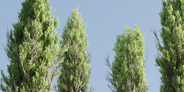 Poplar trees collection vol 145-Blender