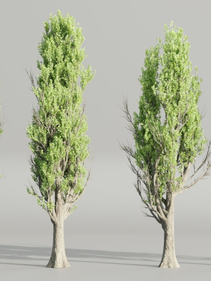 Poplar trees collection vol 145-Blender