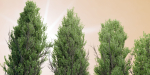 Poplar trees collection vol 145-Blender