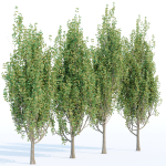 poplar trees collection vol 44