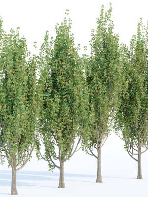 poplar trees collection vol 44