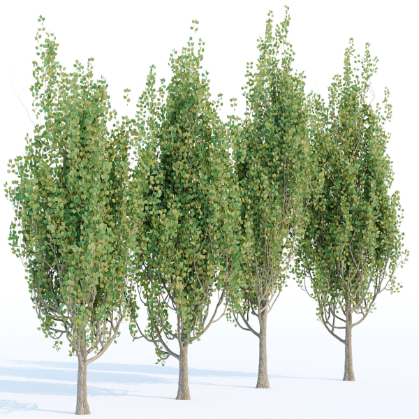 poplar trees collection vol 44