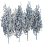 poplar trees collection vol 44