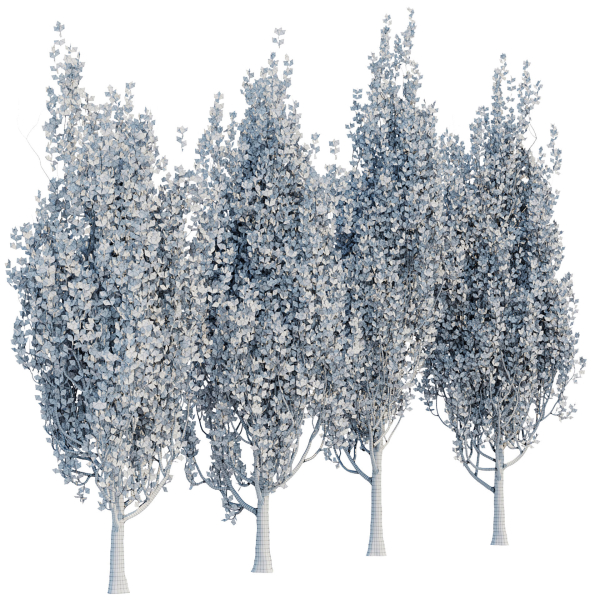 poplar trees collection vol 44