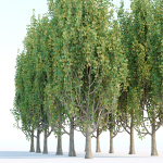 poplar trees collection vol 44