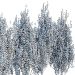 poplar trees collection vol 44