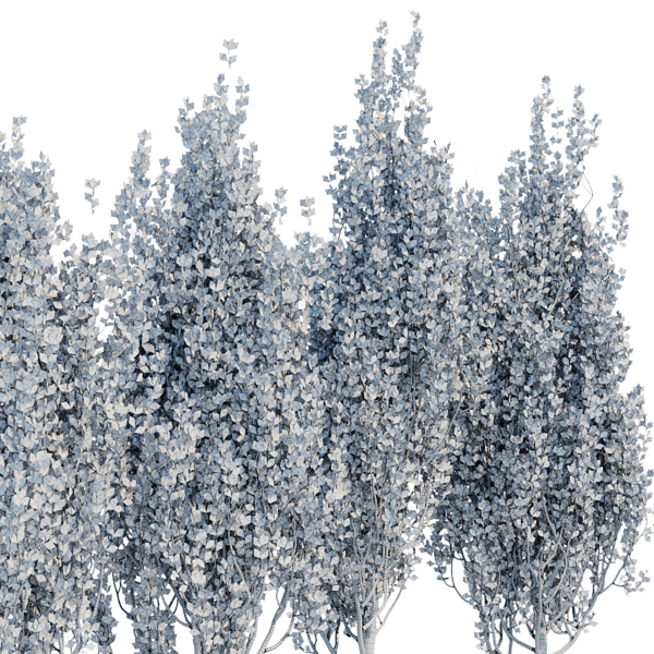 poplar trees collection vol 44