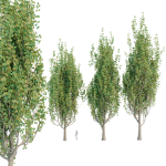 poplar trees collection vol 44
