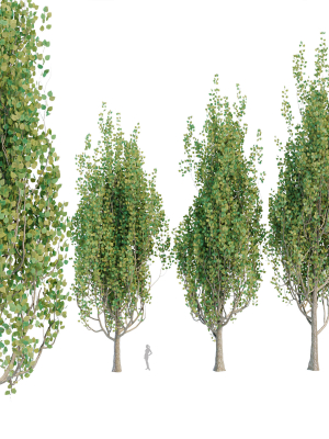 poplar-trees-collection-vol-44-3d-model-ed49c0b240