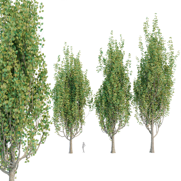 poplar trees collection vol 44