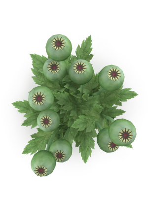 poppy-bush-3d-model-max-obj-fbx
