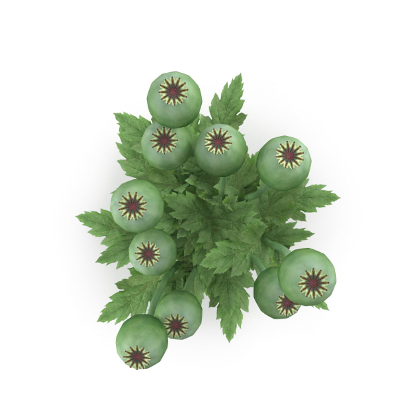 Poppy bush