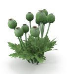 Poppy bush