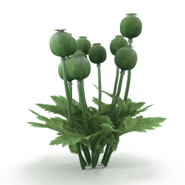 Poppy bush