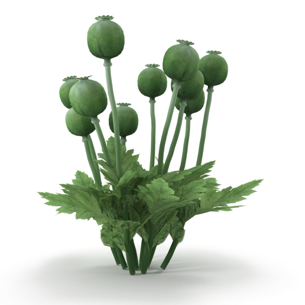 Poppy bush