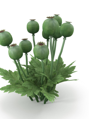 Poppy bush