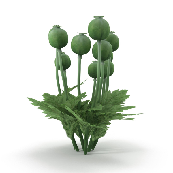 Poppy bush