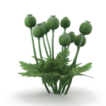 Poppy bush