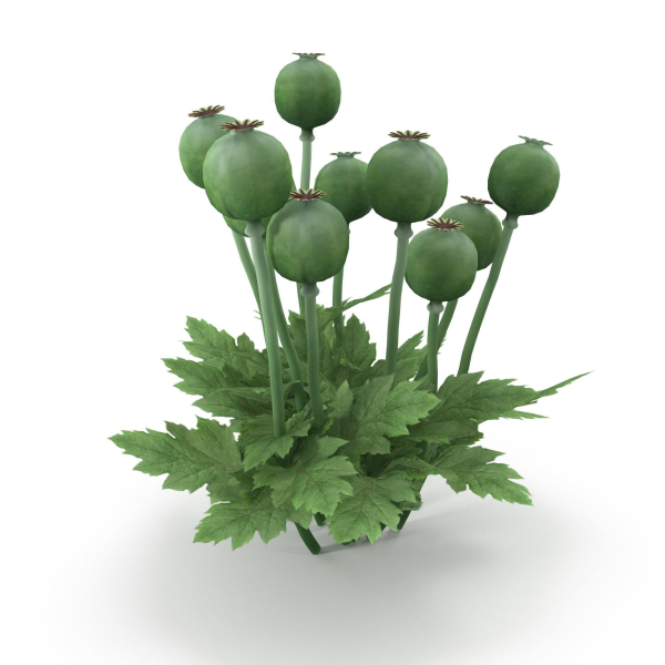 Poppy bush