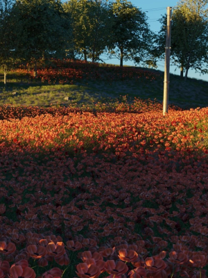Poppy Field