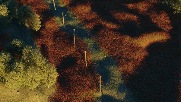 Poppy Field