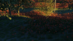 Poppy Field