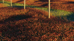 Poppy Field