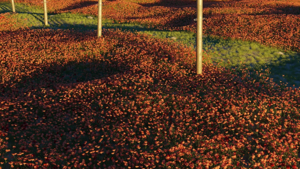 Poppy Field