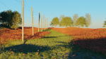 Poppy Field