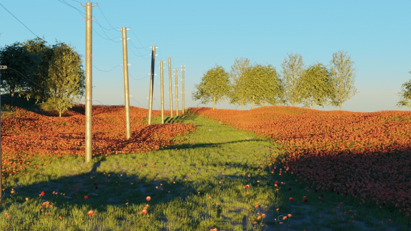 Poppy Field