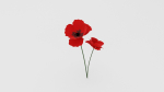 Poppy Flower