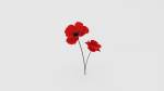 Poppy Flower