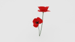 Poppy Flower
