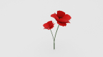 Poppy Flower