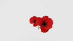 Poppy Flower